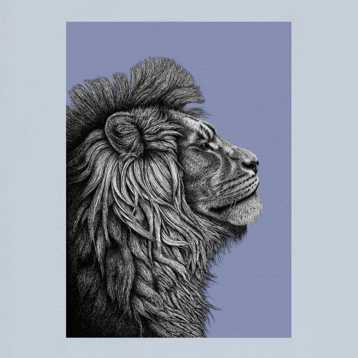 African lion art print