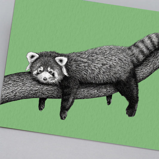 Red panda art print