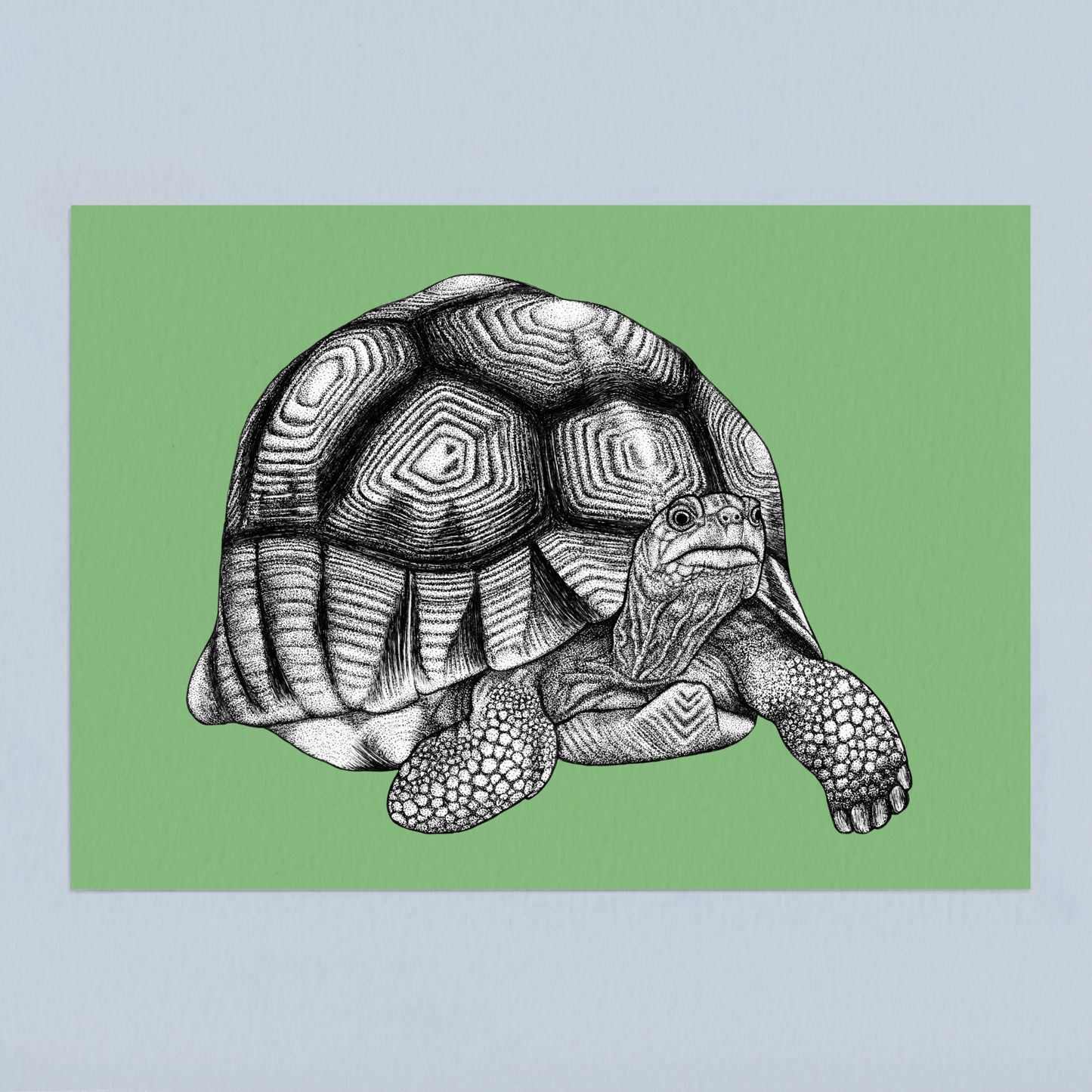 Ploughshare tortoise art print