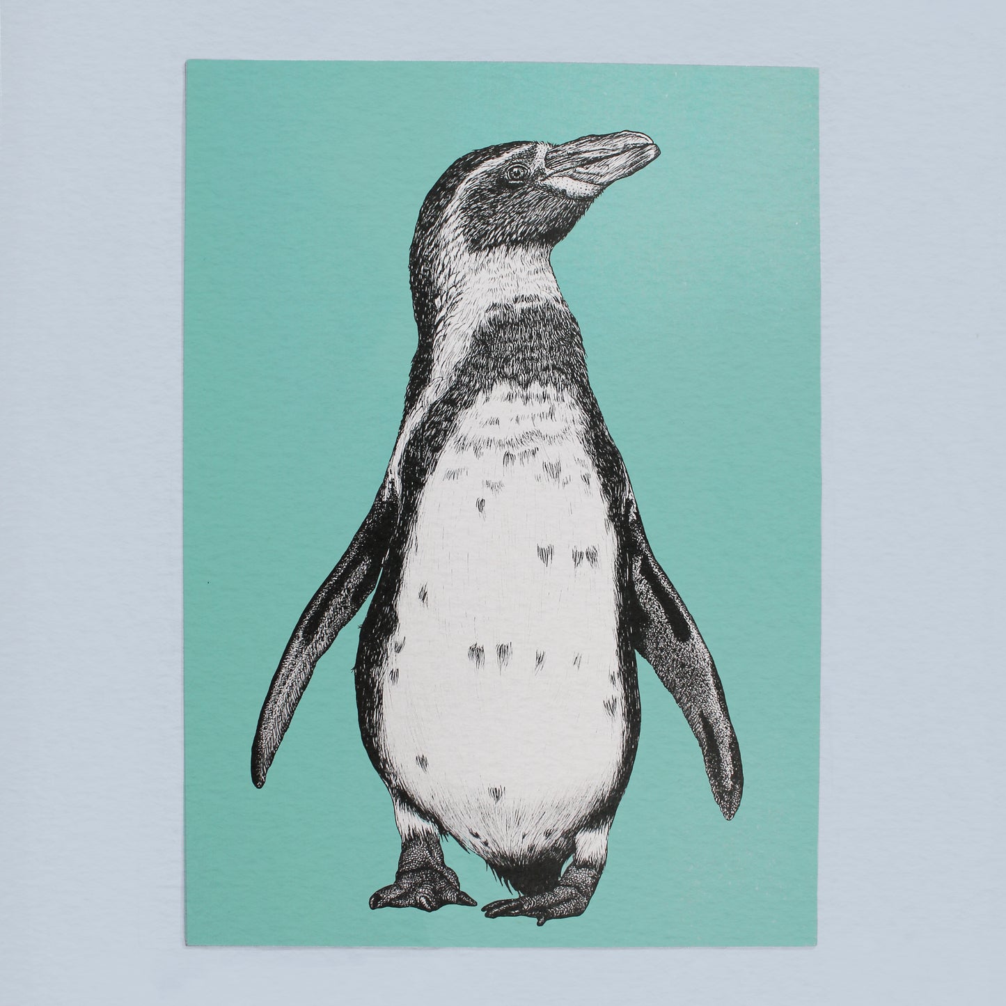 Humboldt penguin art print