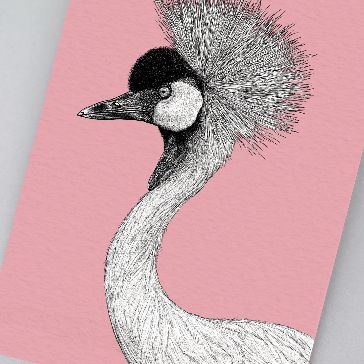 Grey crowned crane art print