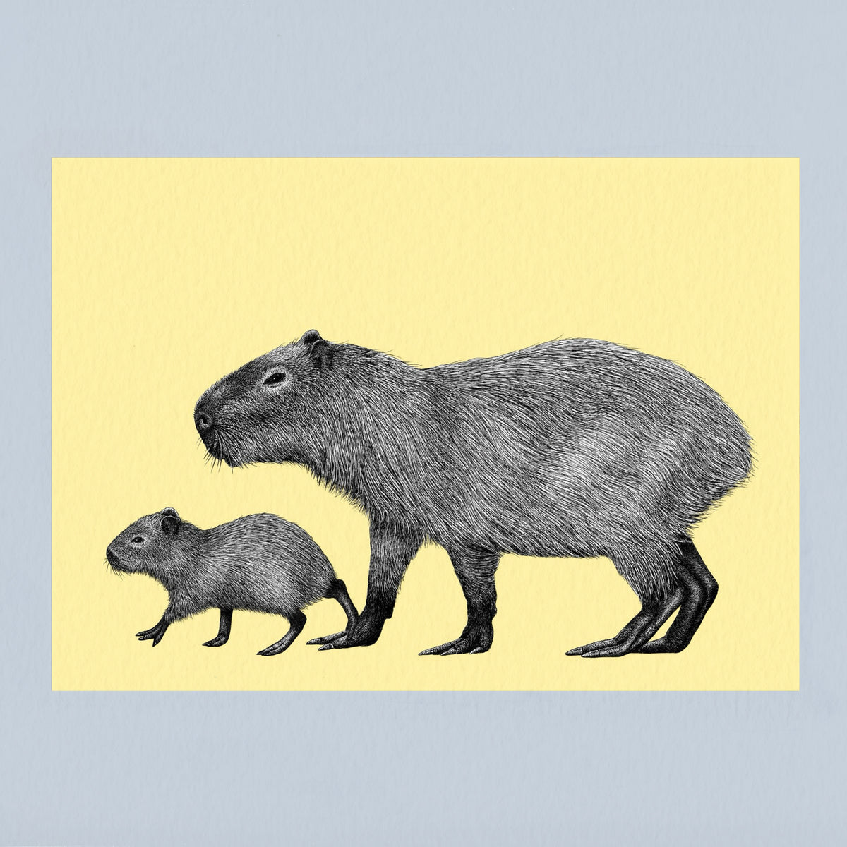 Capybara art print