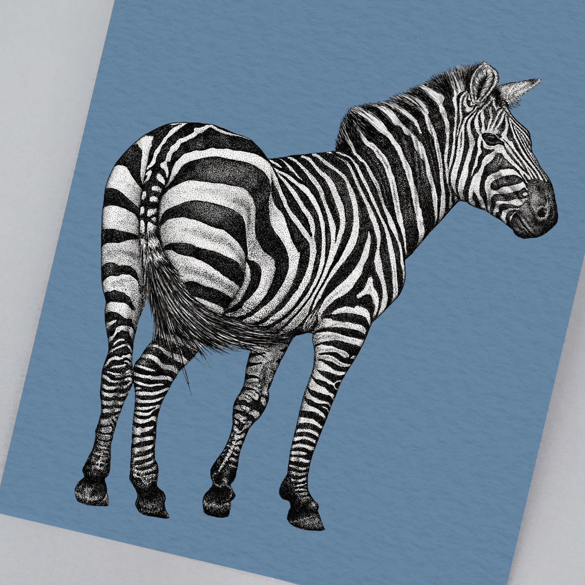 Zebra art print
