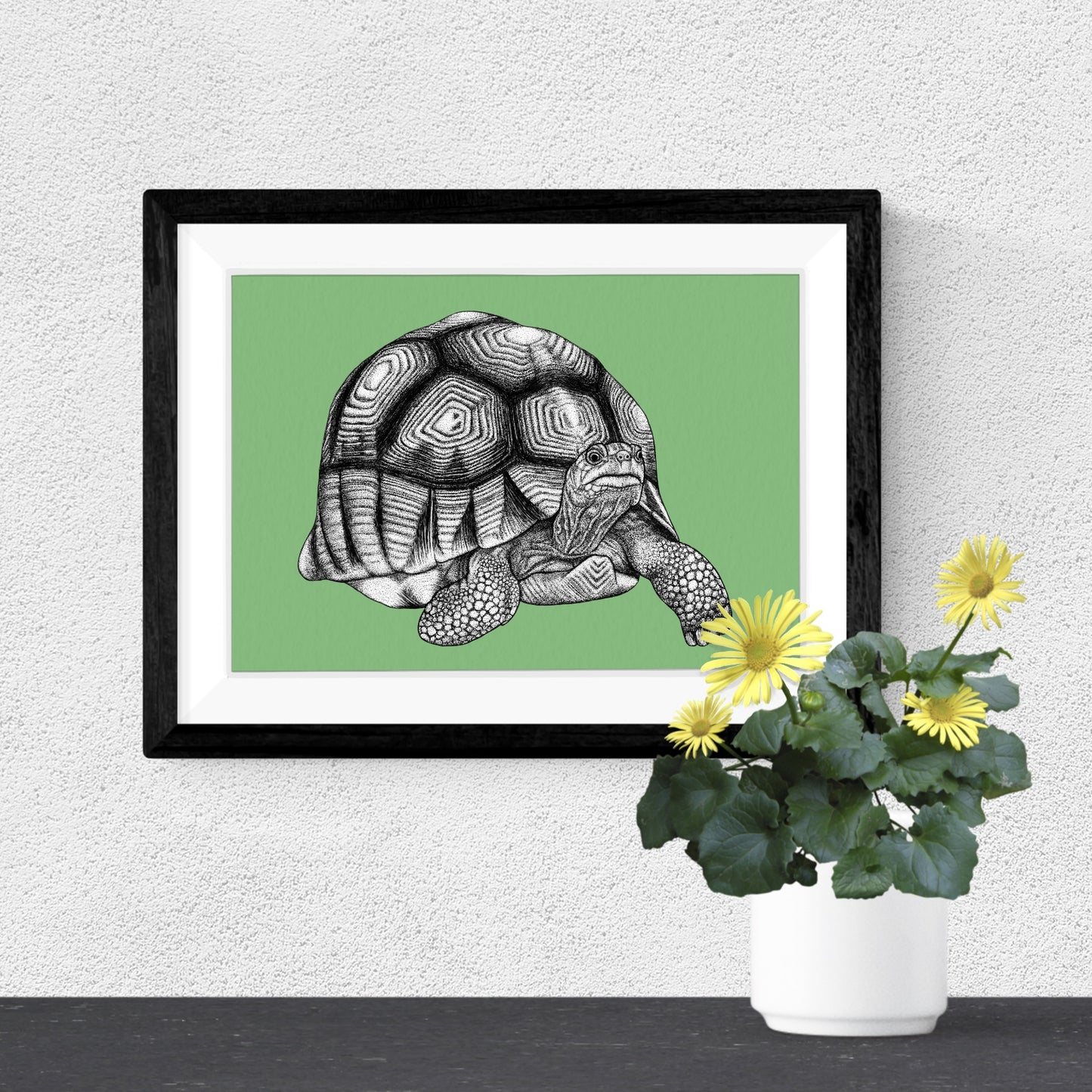 Ploughshare tortoise art print