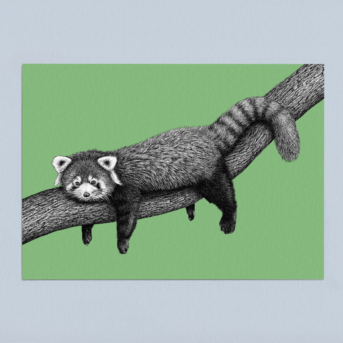 Red panda art print