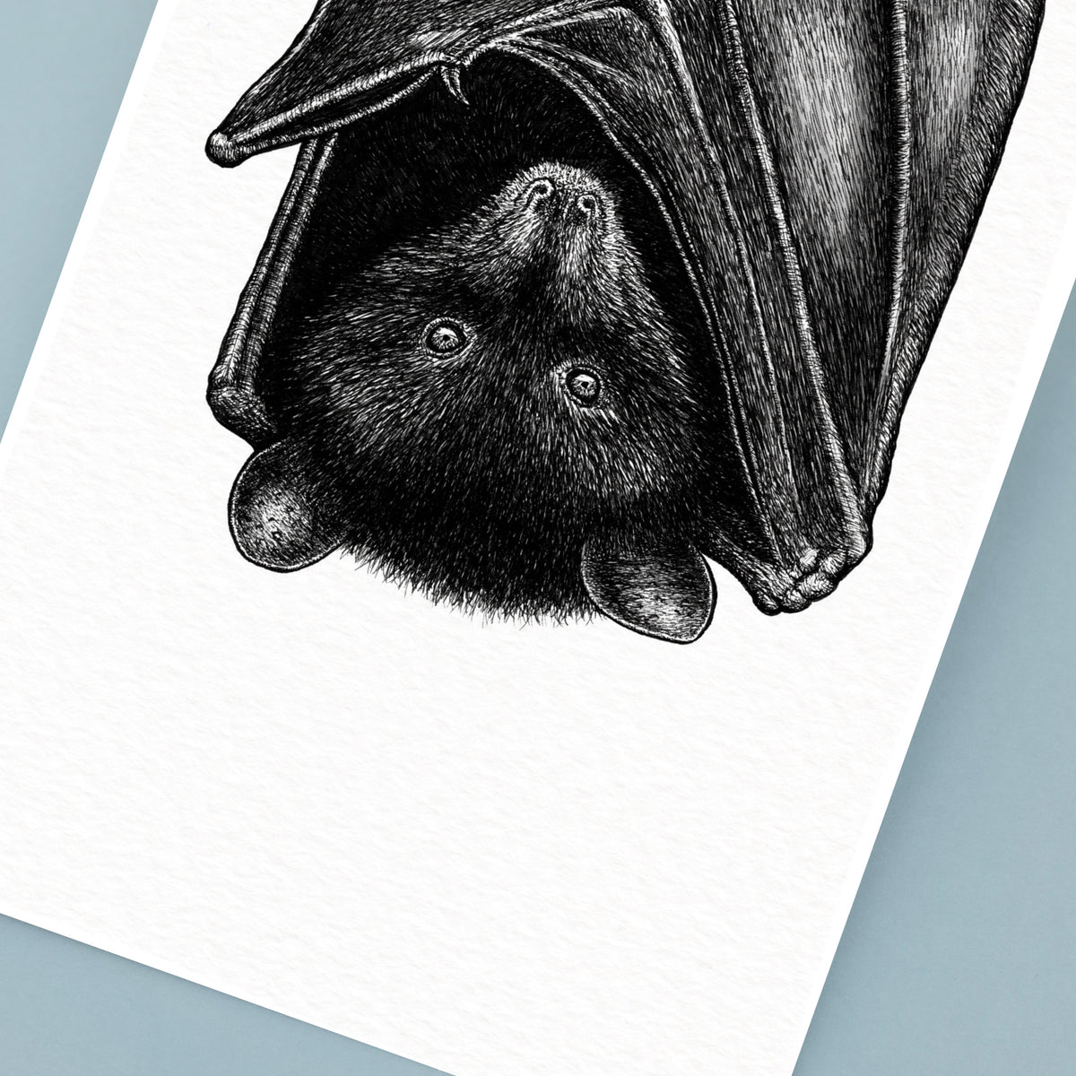 Livingstone's Fruit Bat Art Print - White