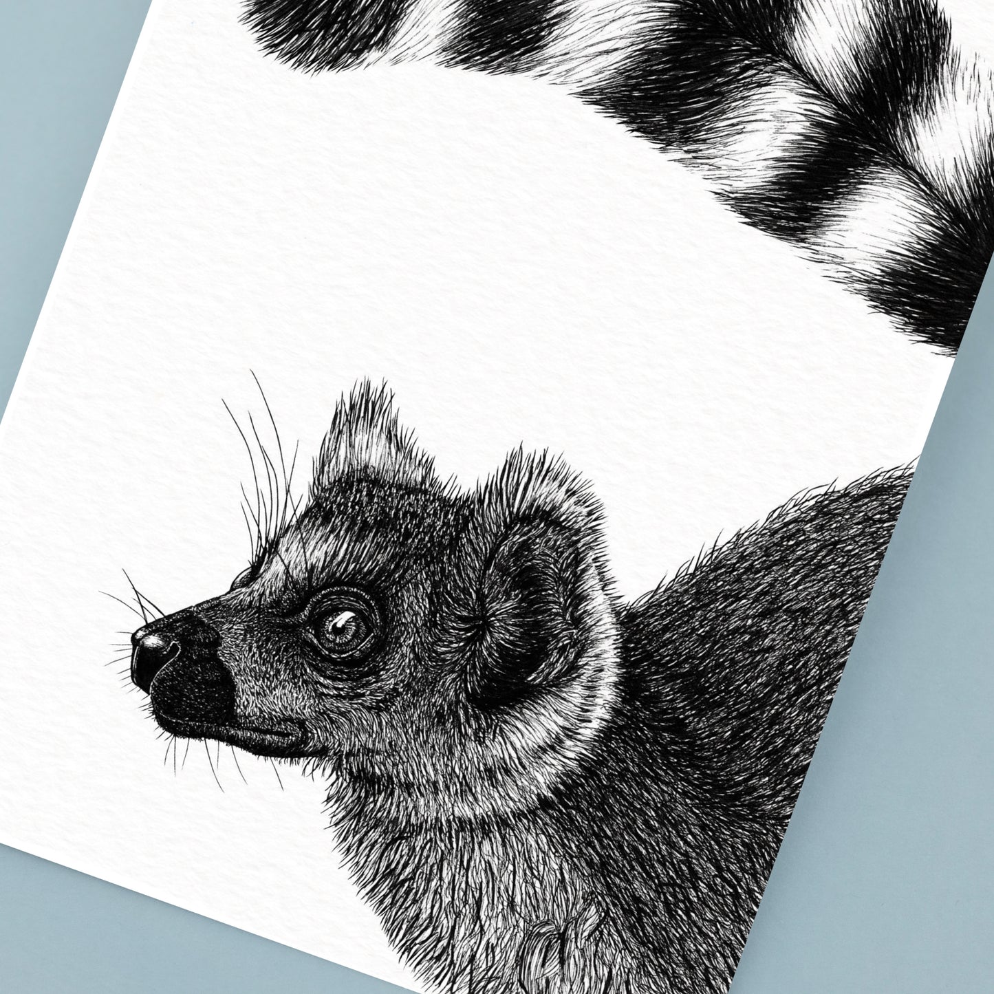 Ring-Tailed Lemur Art Print - White