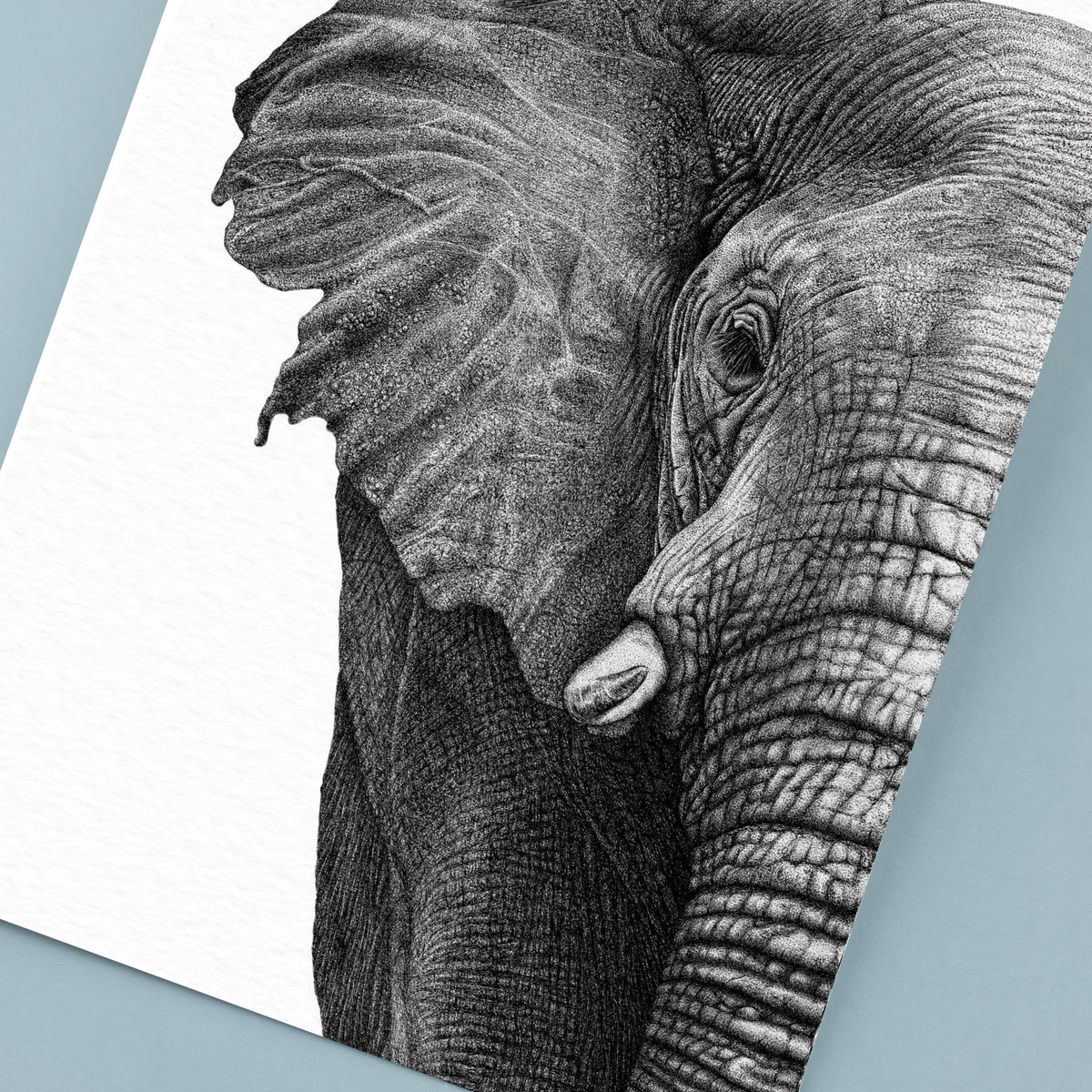 African Elephant Art Print - White