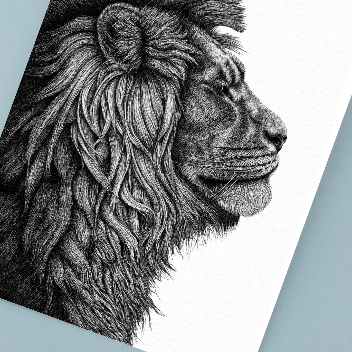 African Lion Art Print - White