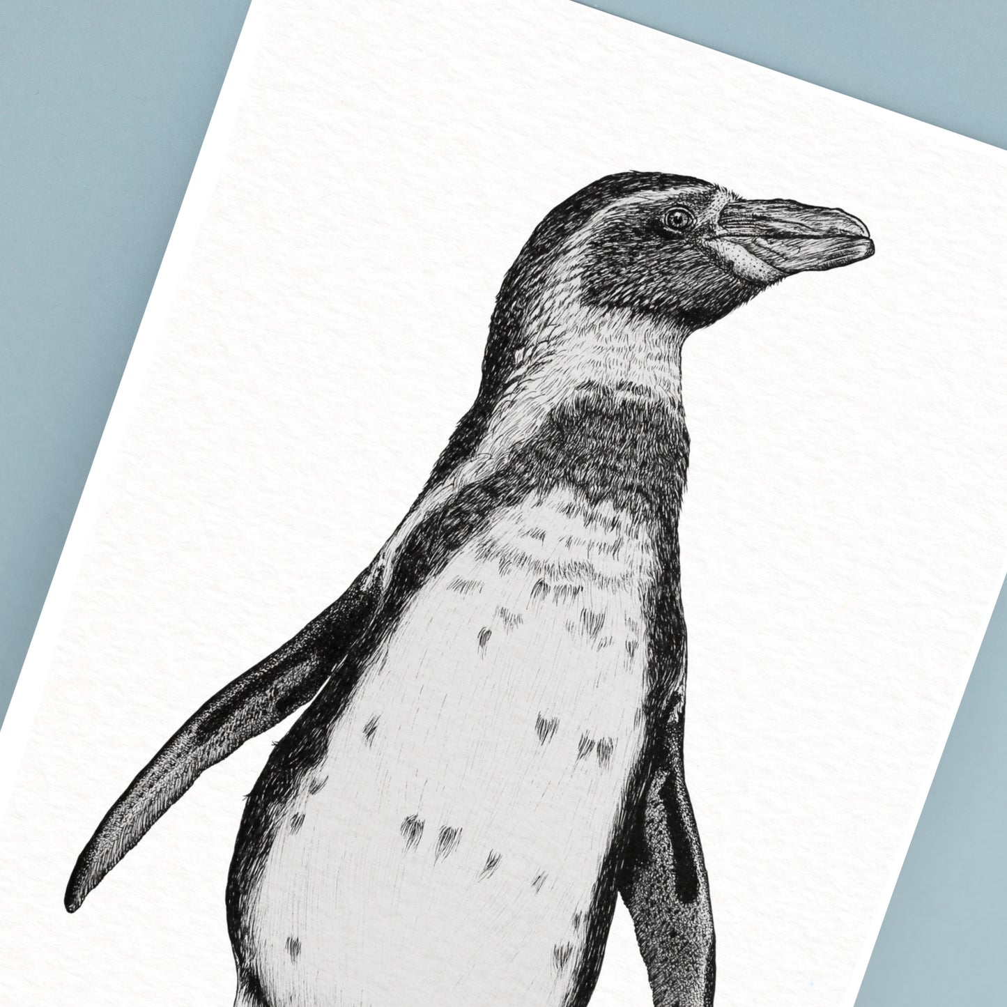 Humboldt Penguin Art Print - White