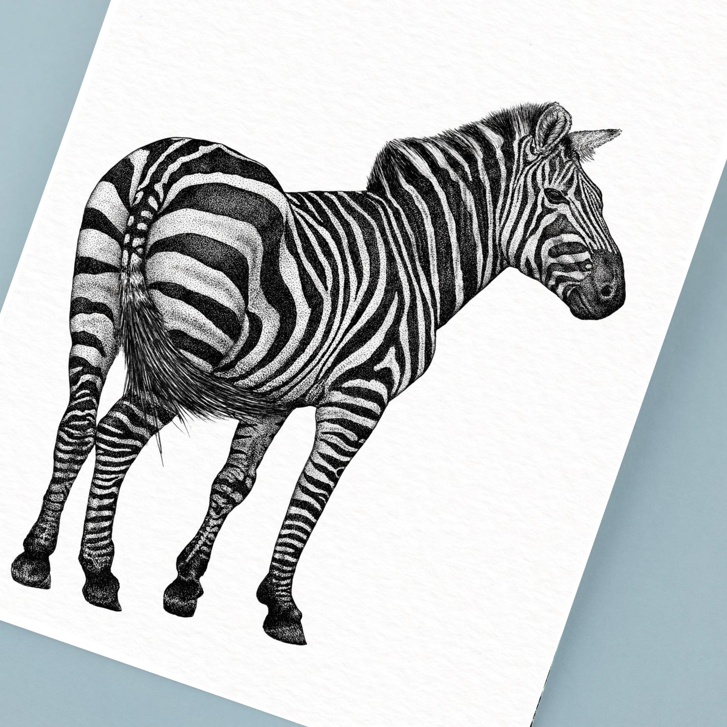 Plains Zebra Art Print - White