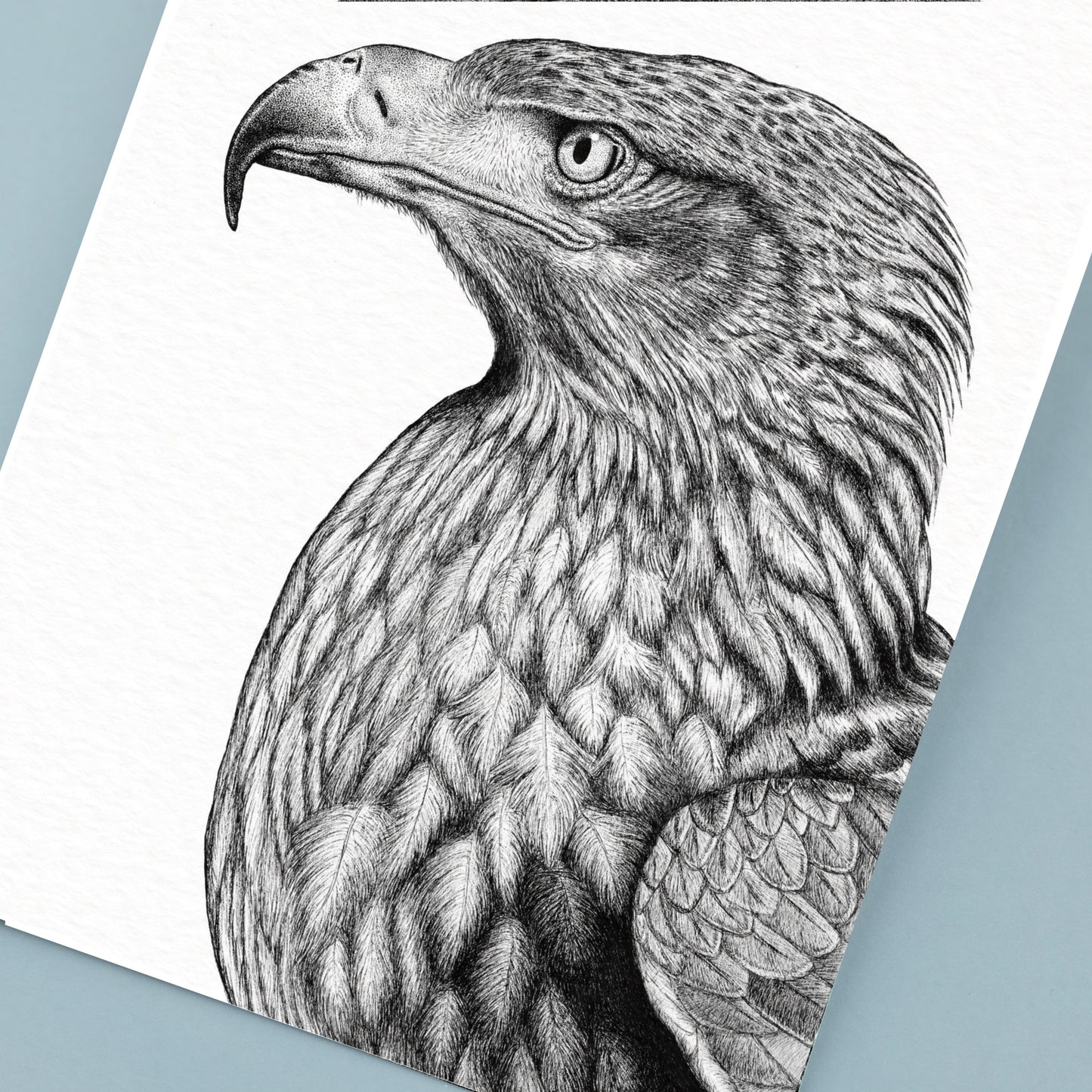 Steppe Eagle Art Print - White