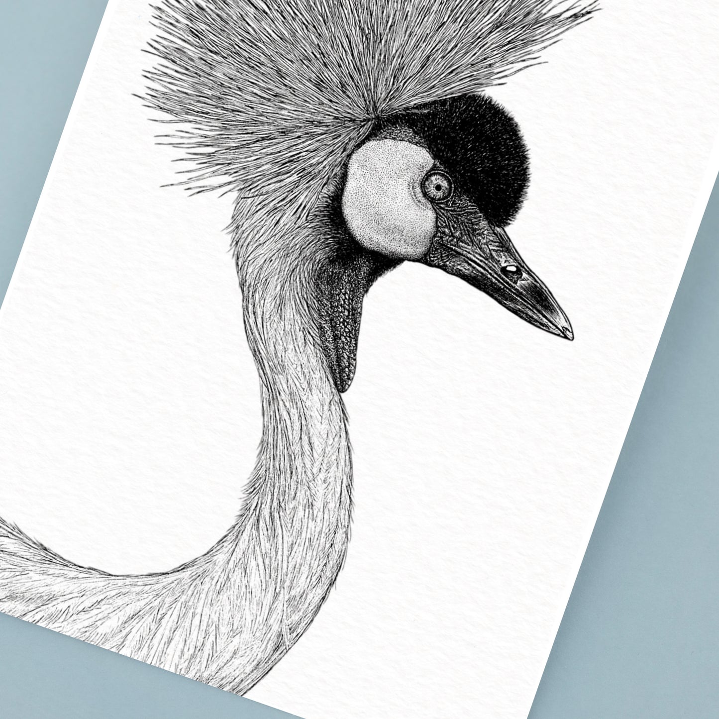 Grey Crowned Crane Art Print - White