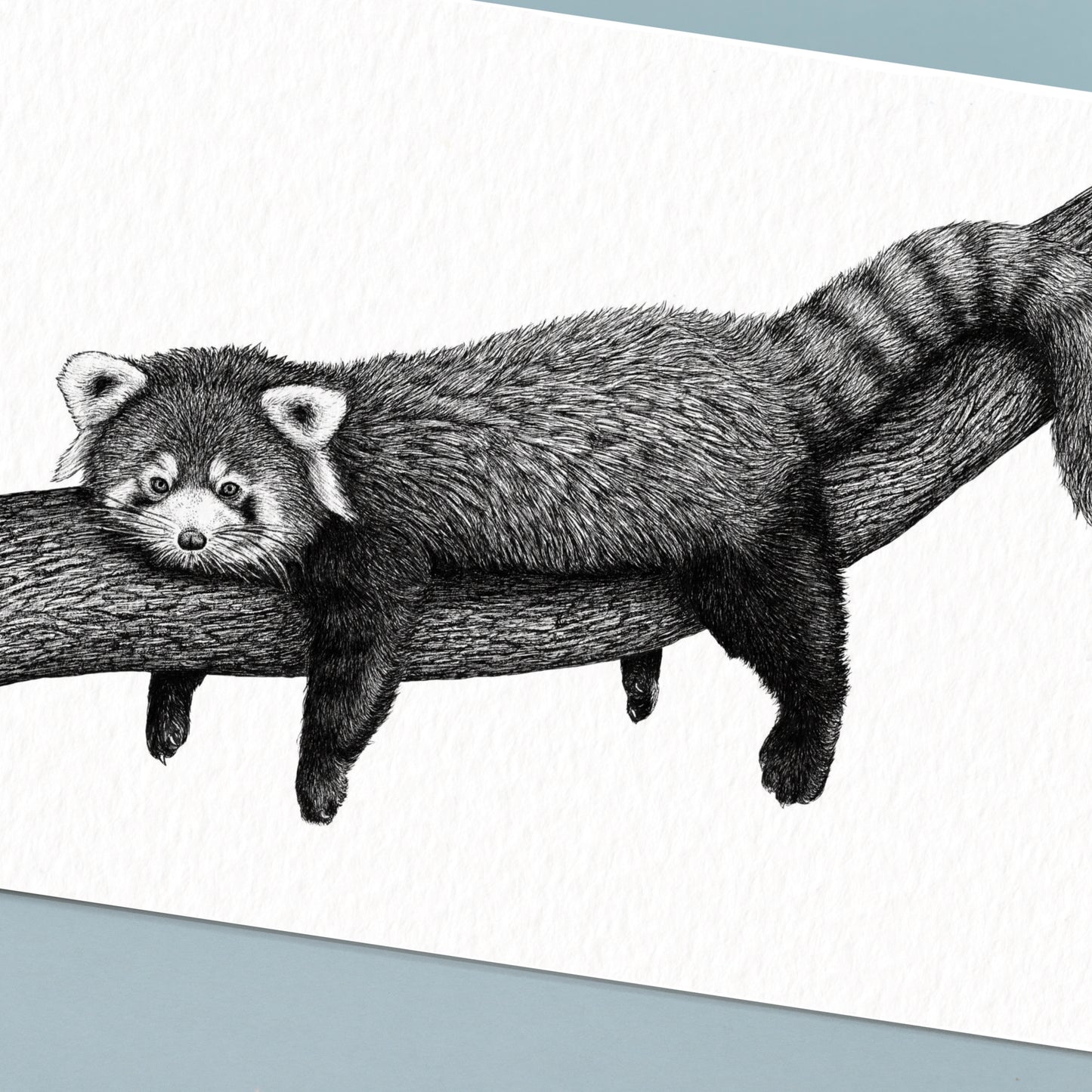 Red Panda Art Print - White