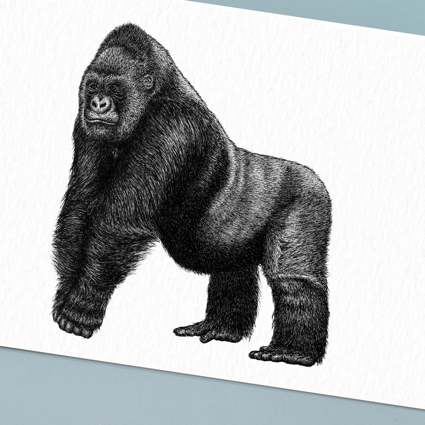 Silverback Gorilla Art Print - White