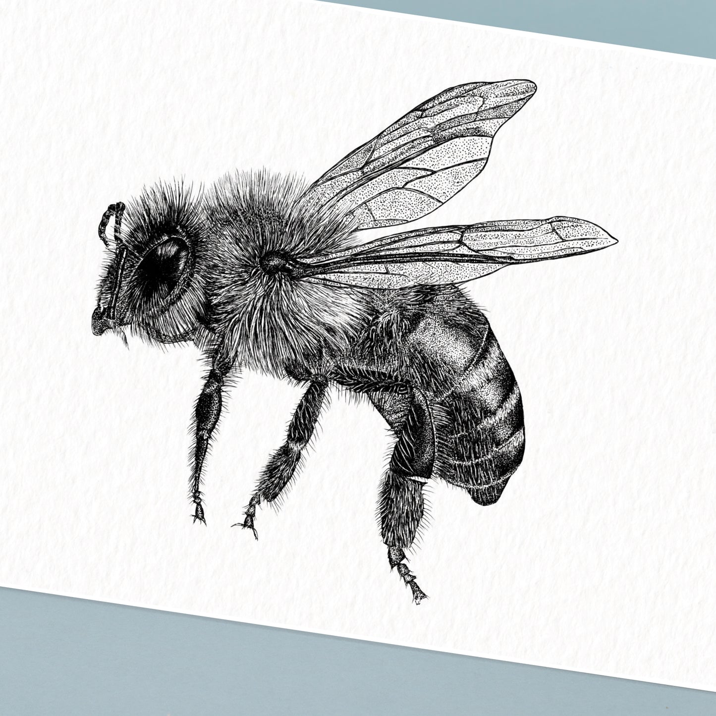 Honey Bee Art Print - White