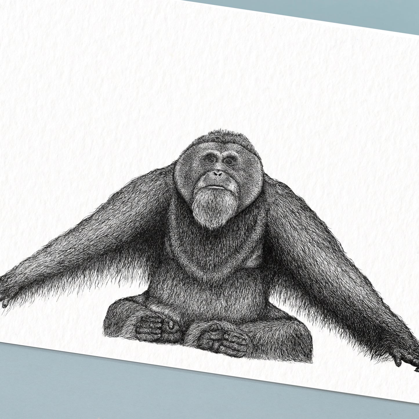 Sumatran Orangutan Art Print - White