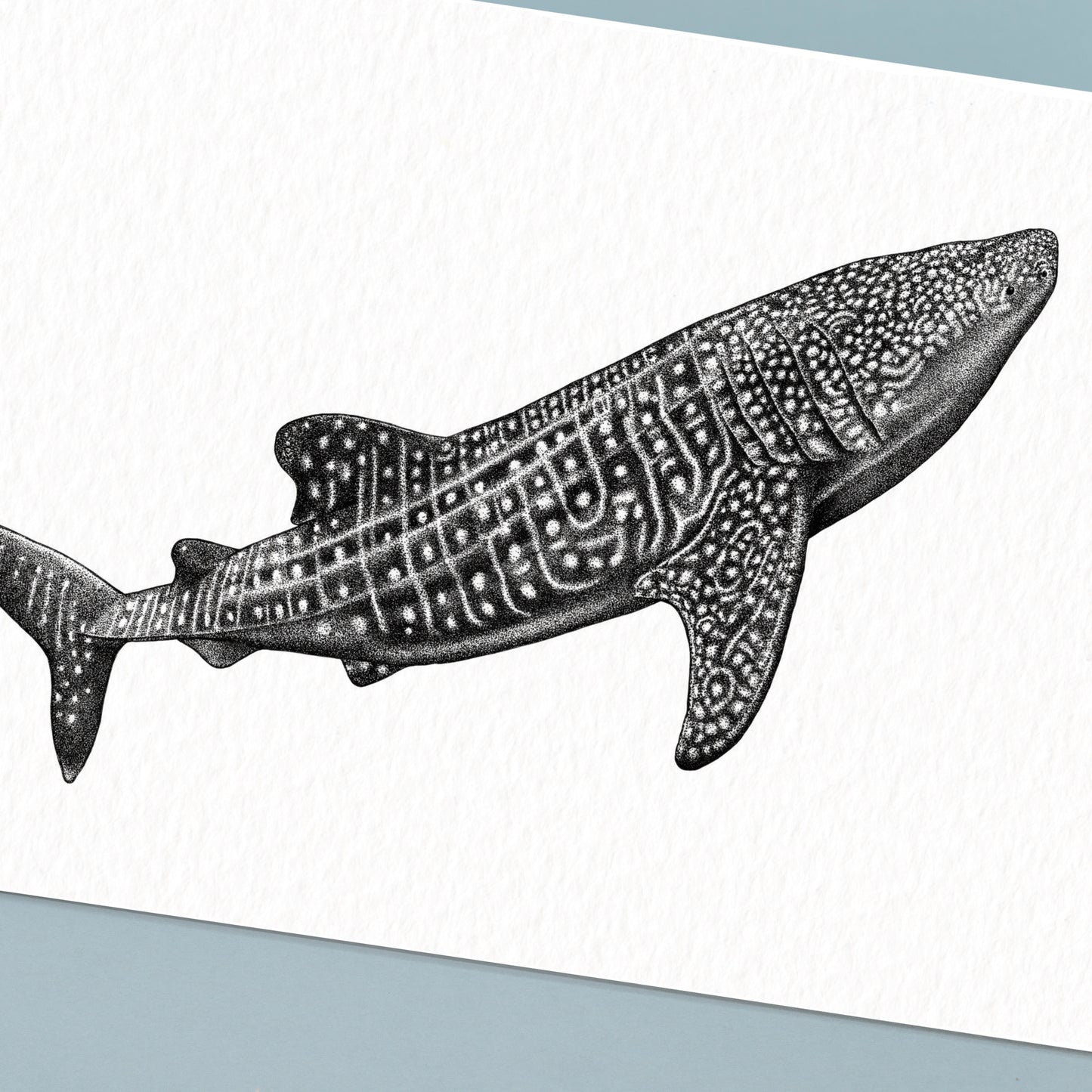 Whale Shark Art Print - White