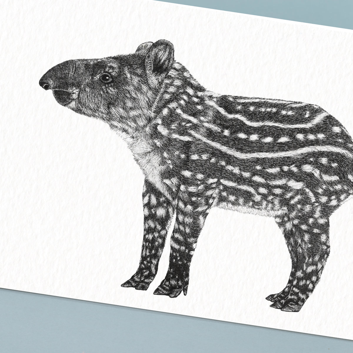 Brazilian Tapir Art Print - White