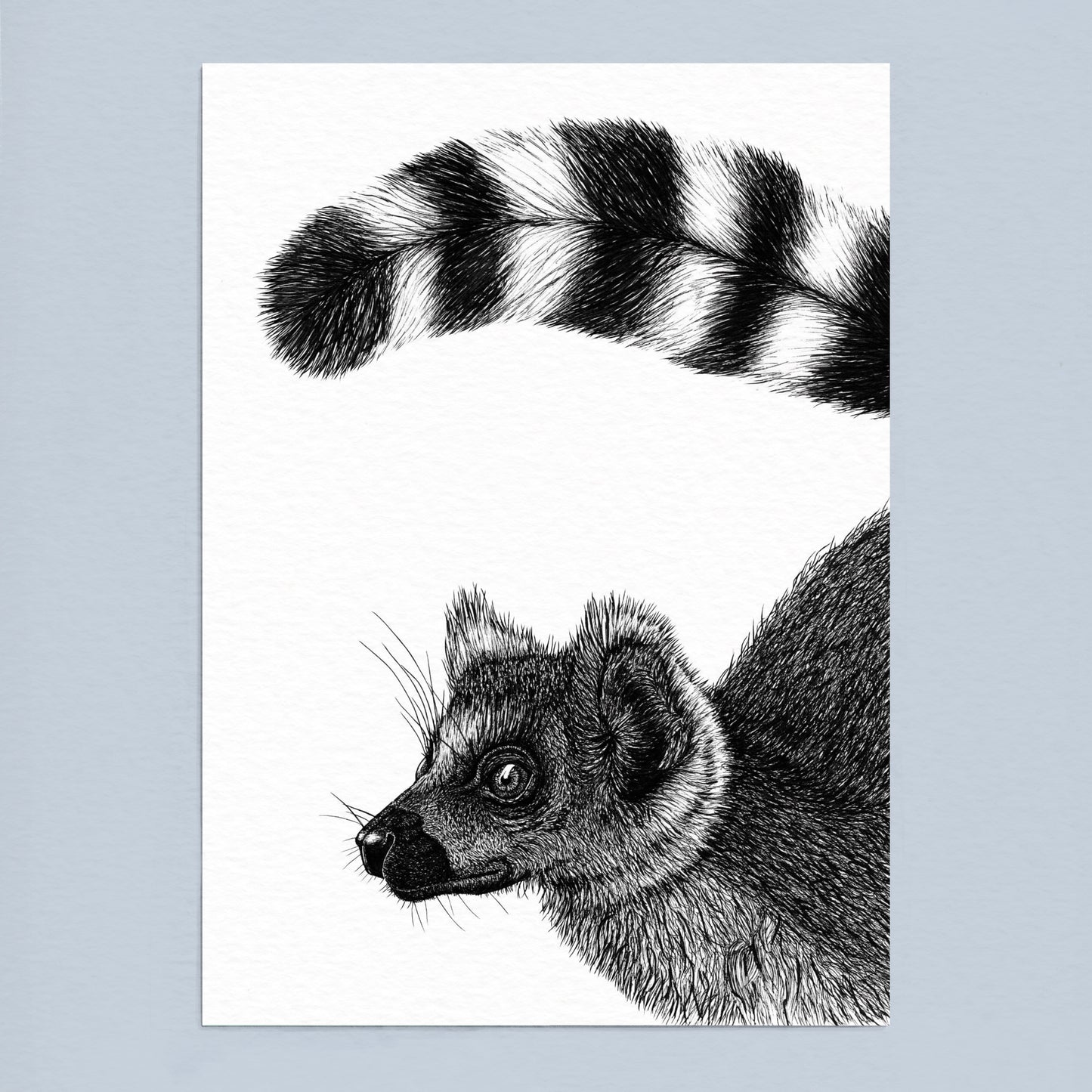 Ring-Tailed Lemur Art Print - White