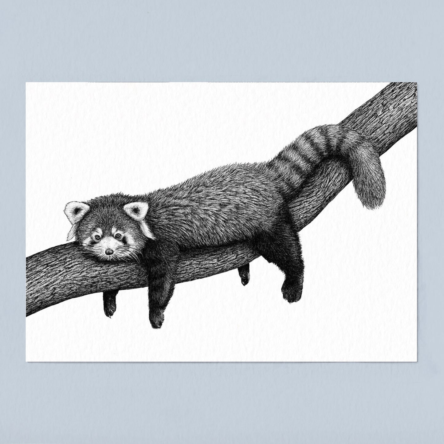 Red Panda Art Print - White