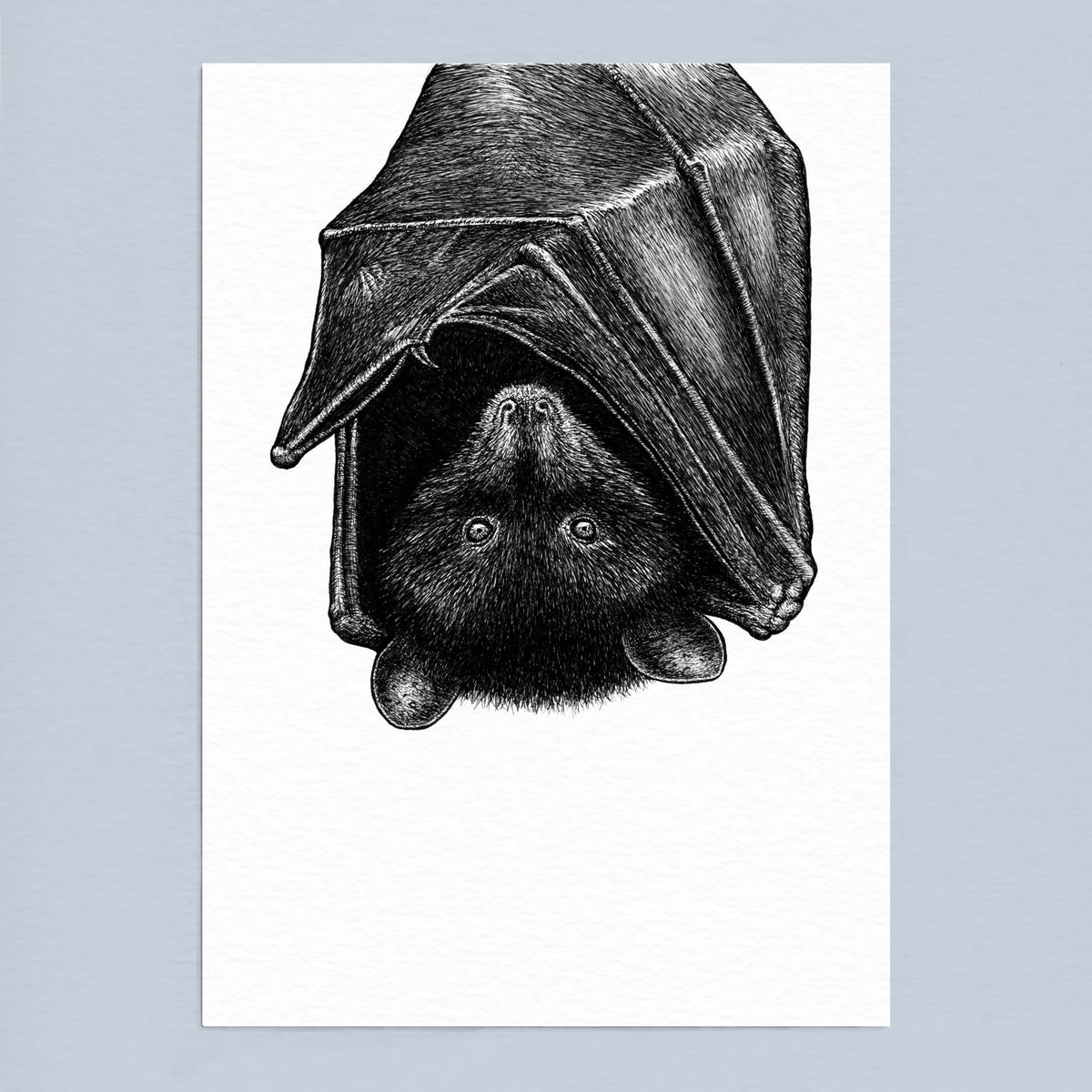 Livingstone's Fruit Bat Art Print - White