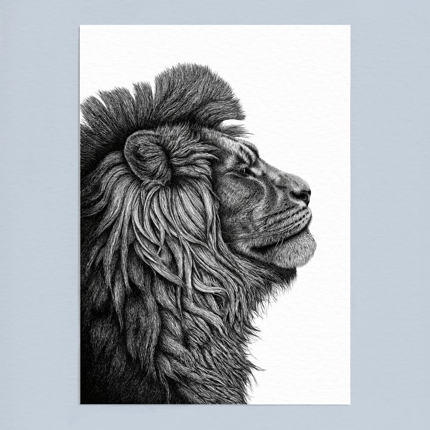 African Lion Art Print - White