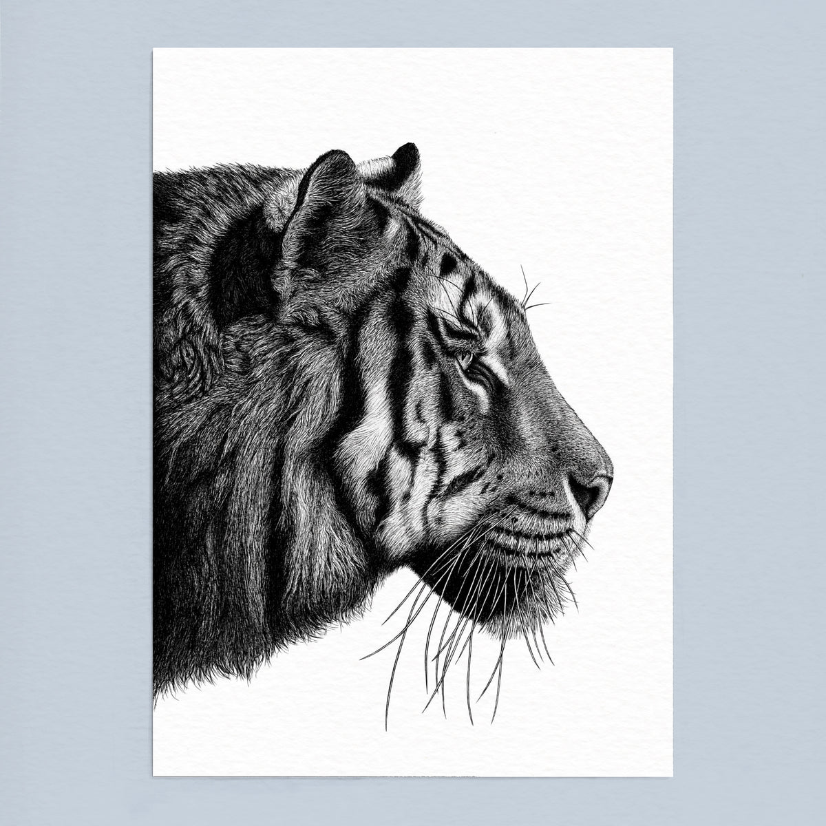 Tiger Art Print - White