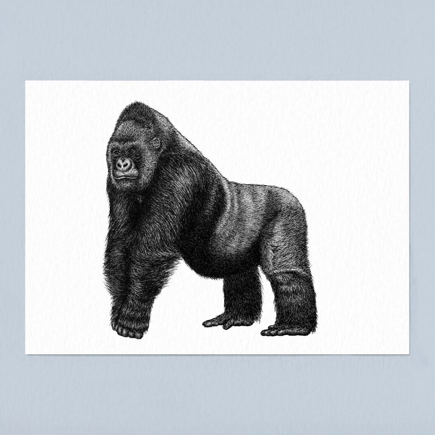 Silverback Gorilla Art Print - White