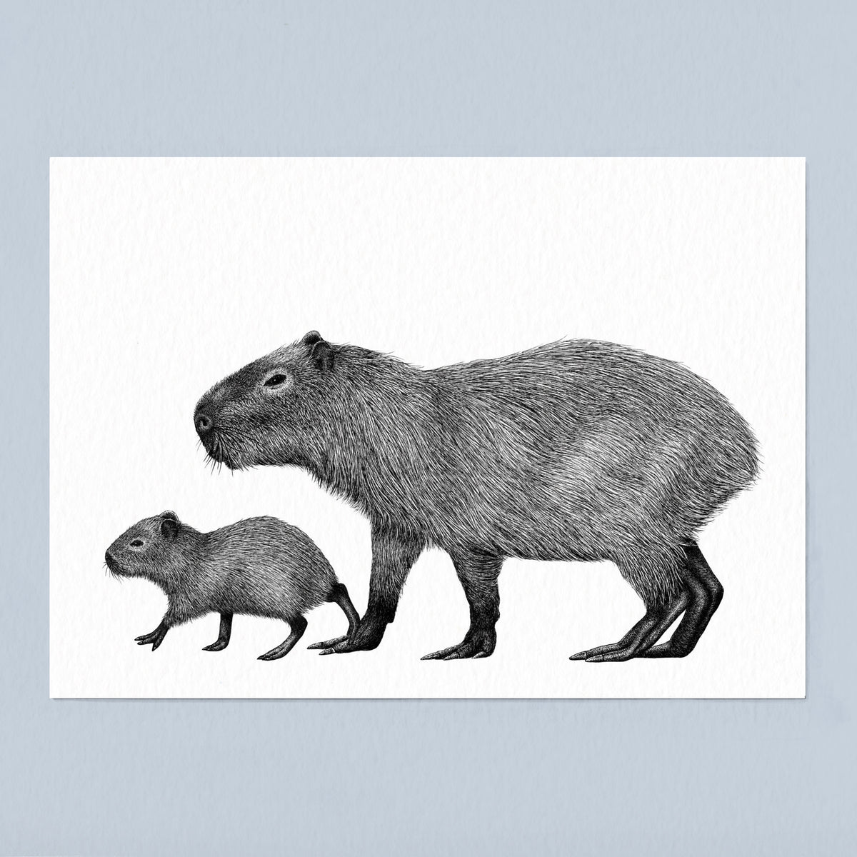 Capybara Art Print - White