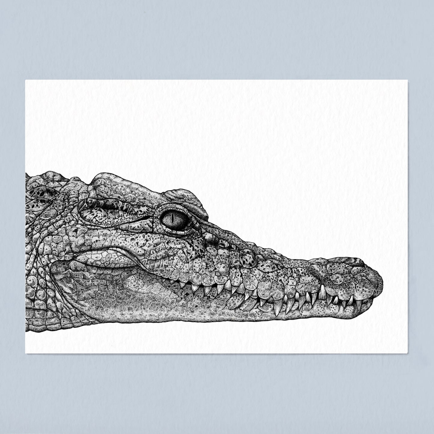 Philippine Crocodile Art Print - White