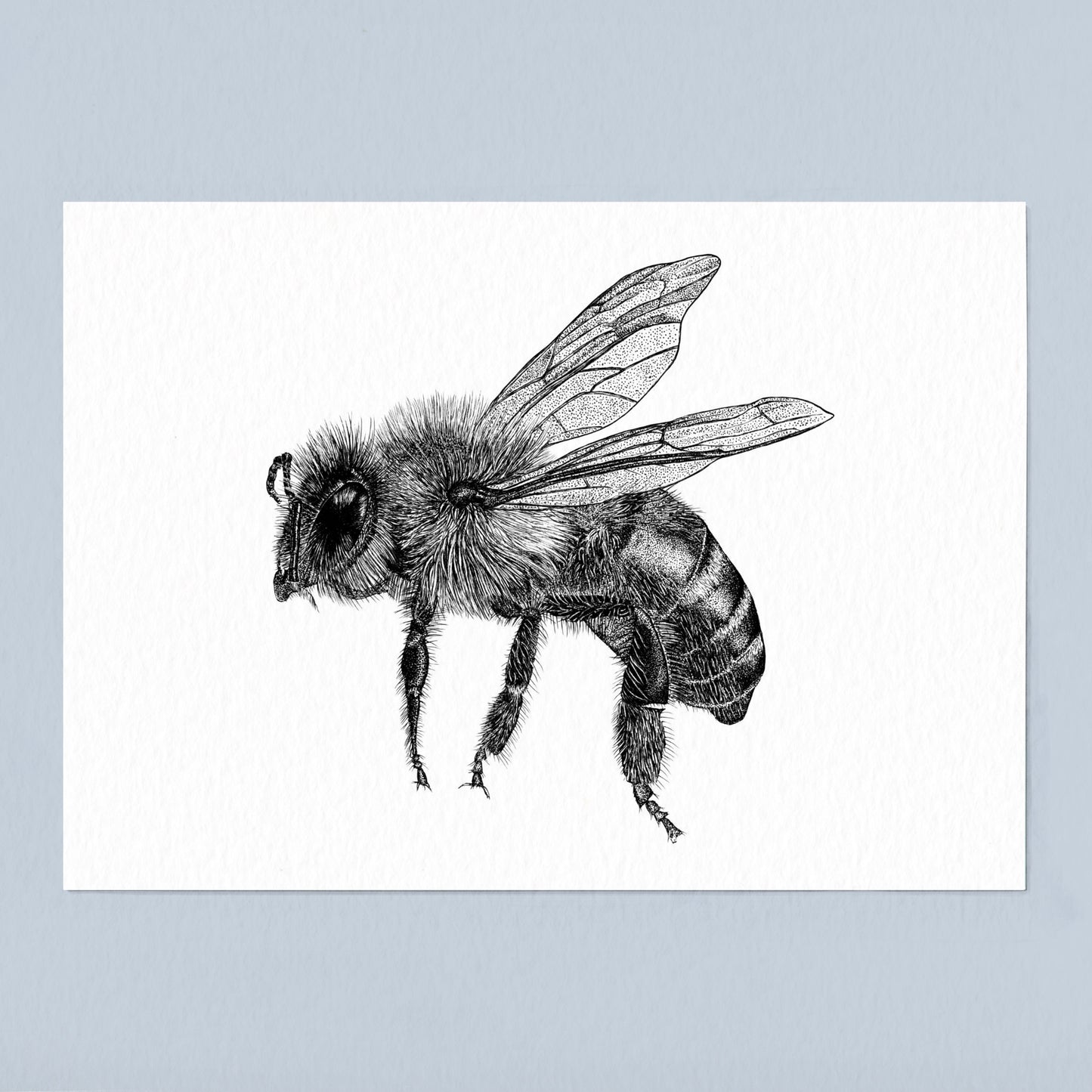 Honey Bee Art Print - White