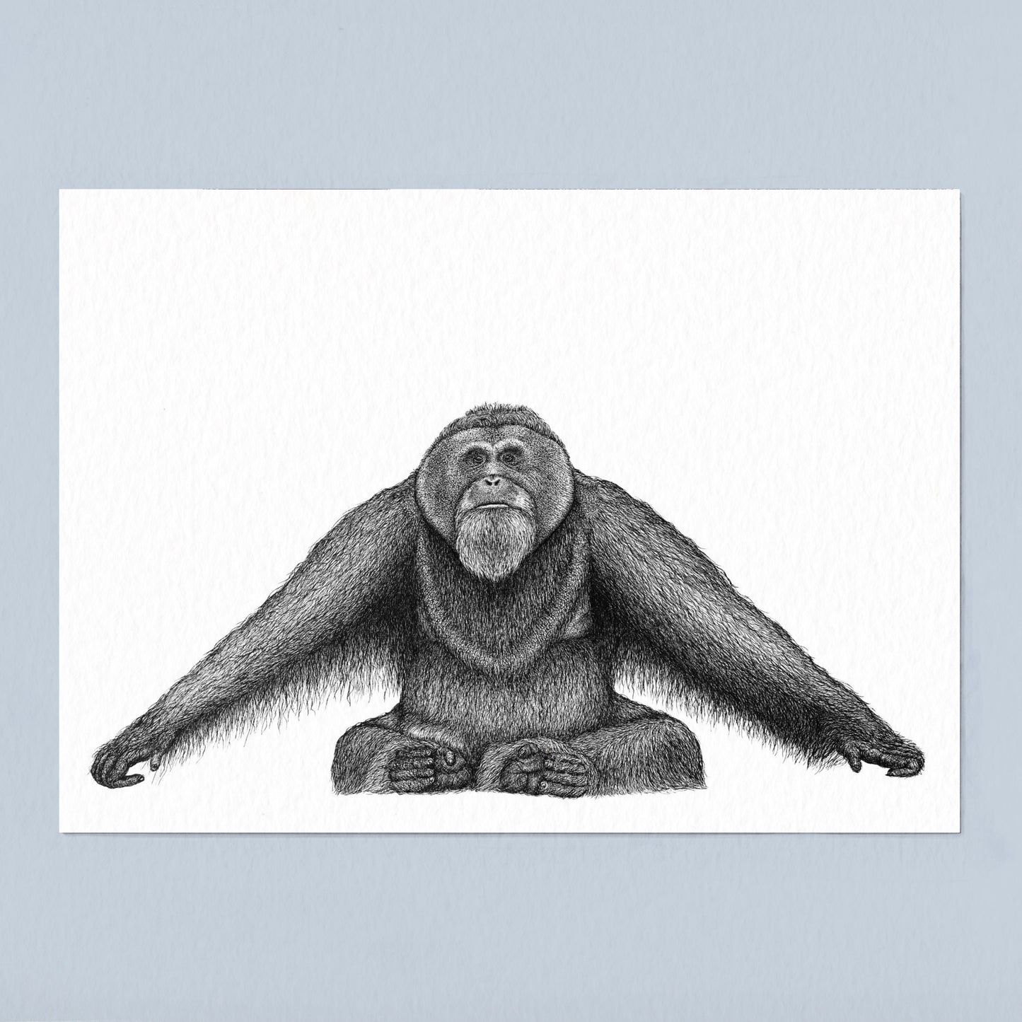 Sumatran Orangutan Art Print - White