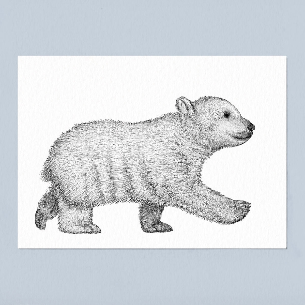 Polar Bear Cub Art Print - White