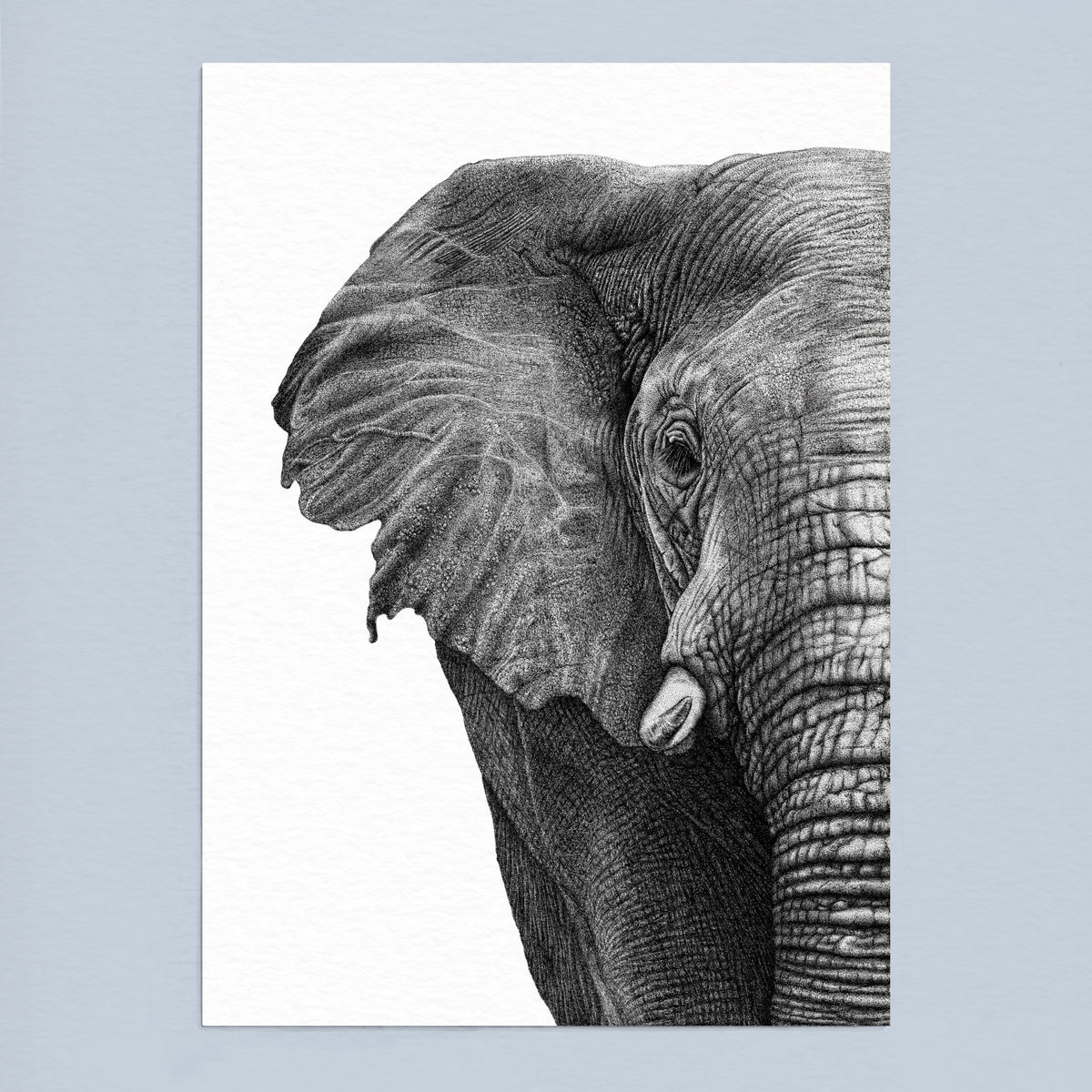 African Elephant Art Print - White