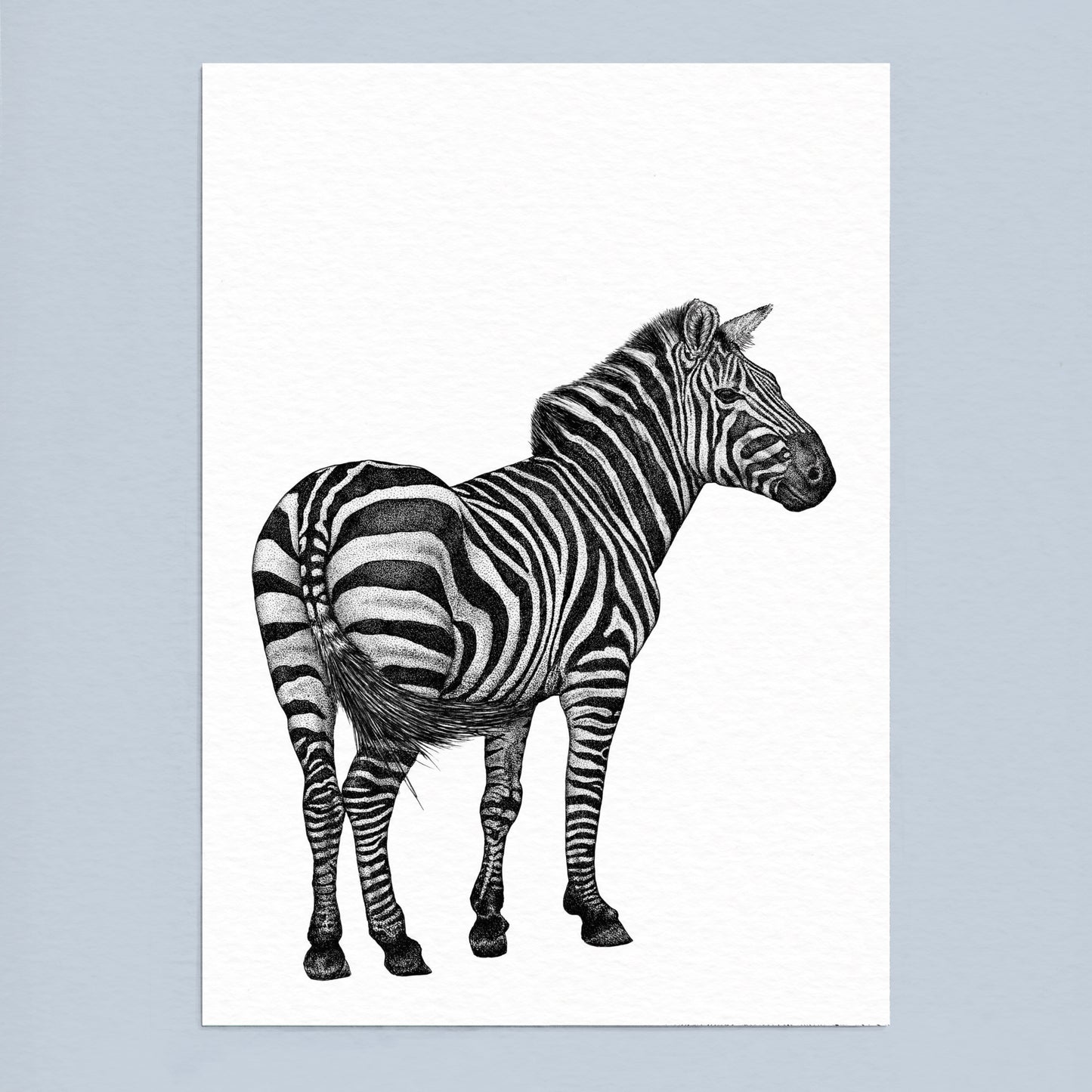 Plains Zebra Art Print - White