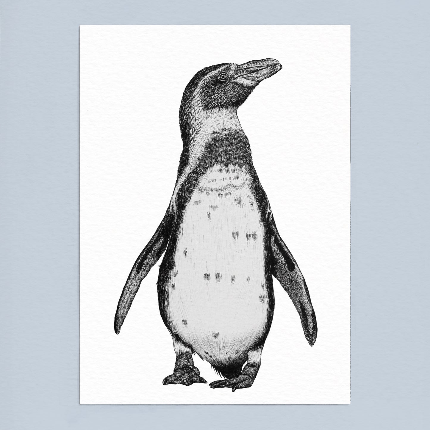 Humboldt Penguin Art Print - White