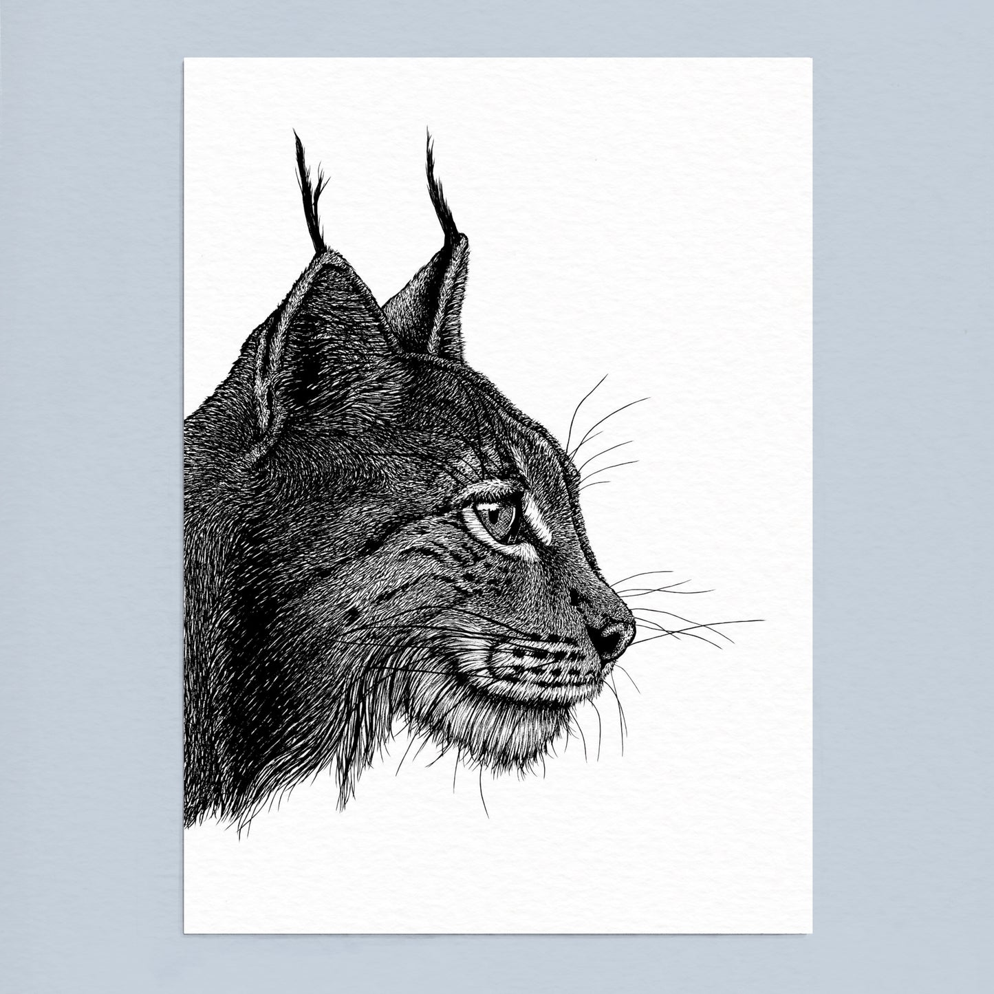 Lynx Art Print - White