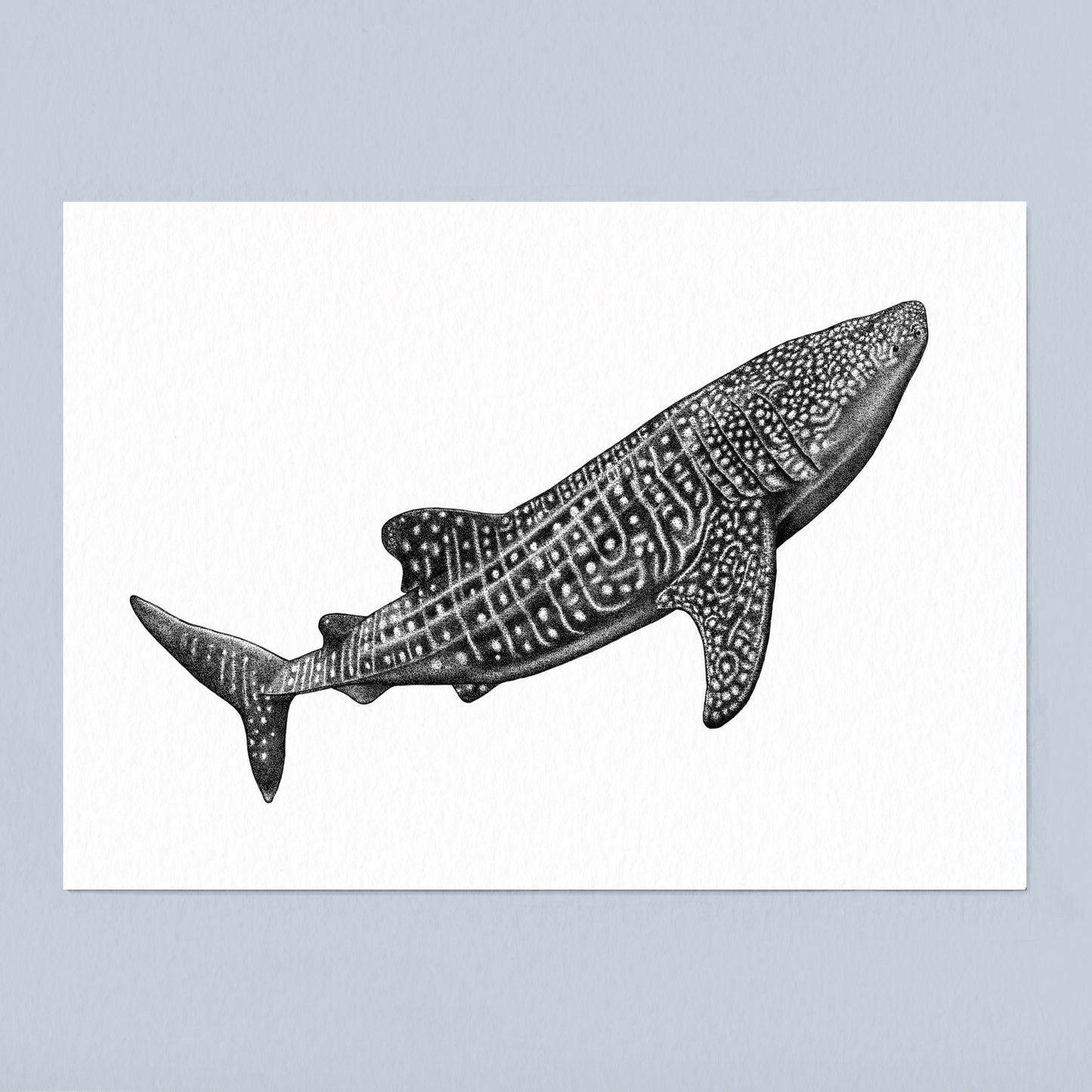 Whale Shark Art Print - White