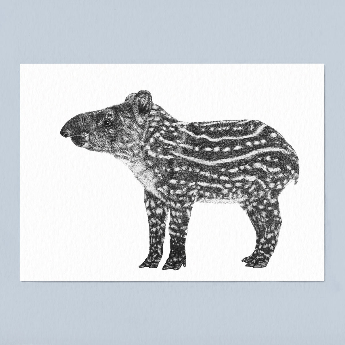 Brazilian Tapir Art Print - White