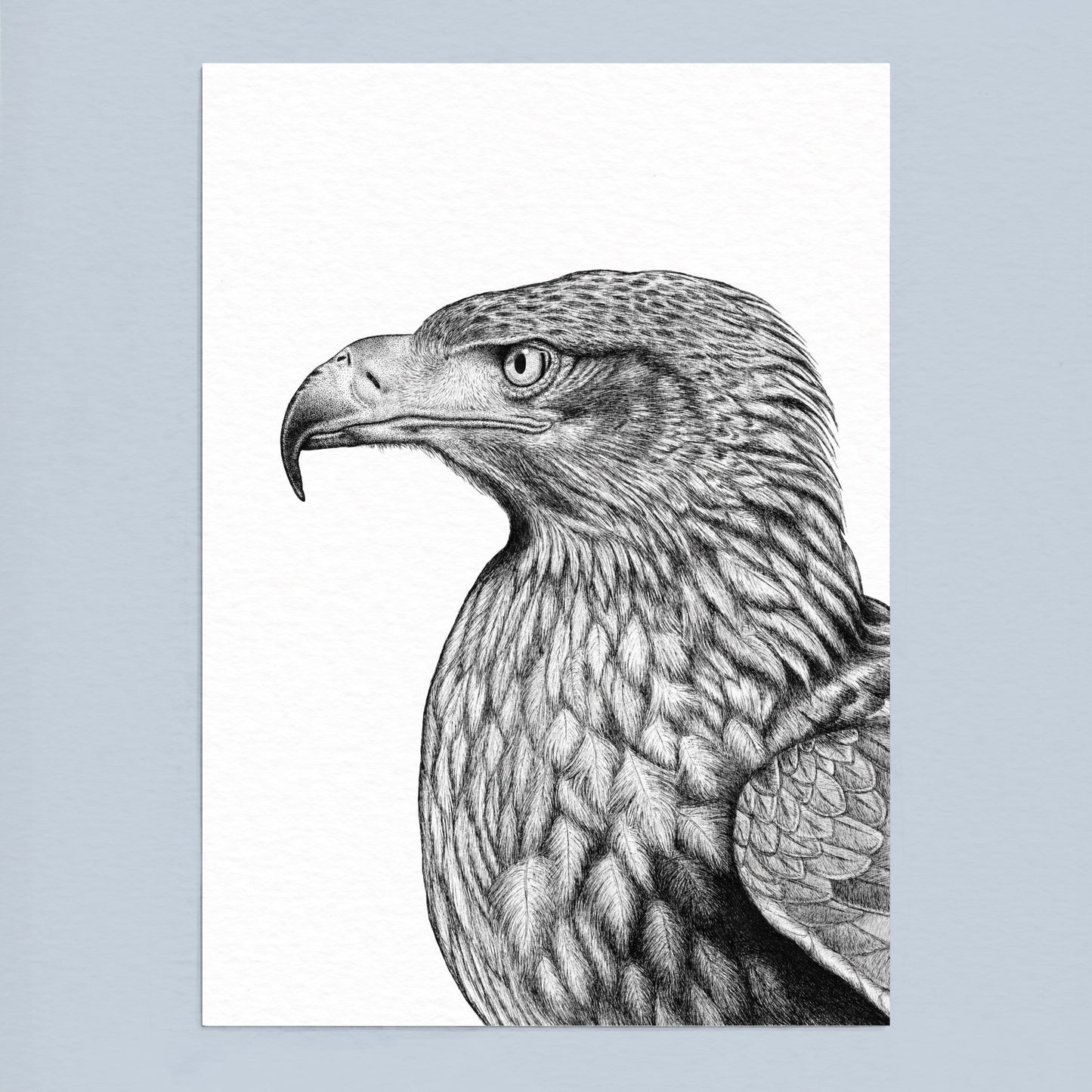 Steppe Eagle Art Print - White