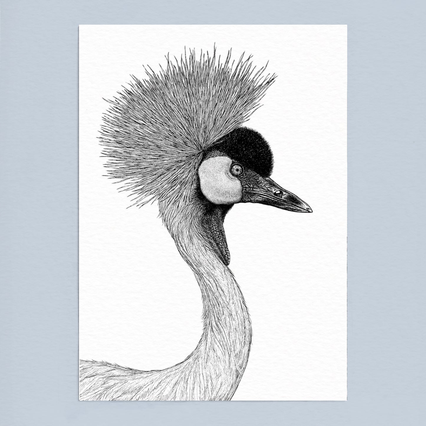 Grey Crowned Crane Art Print - White
