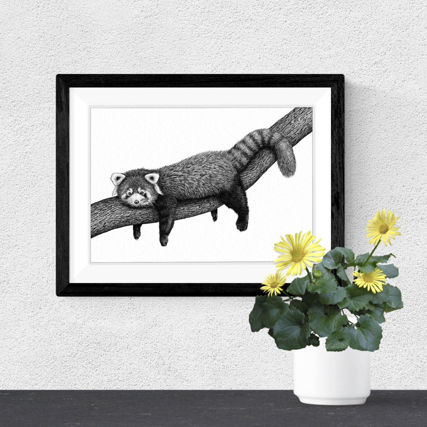 Red Panda Art Print - White