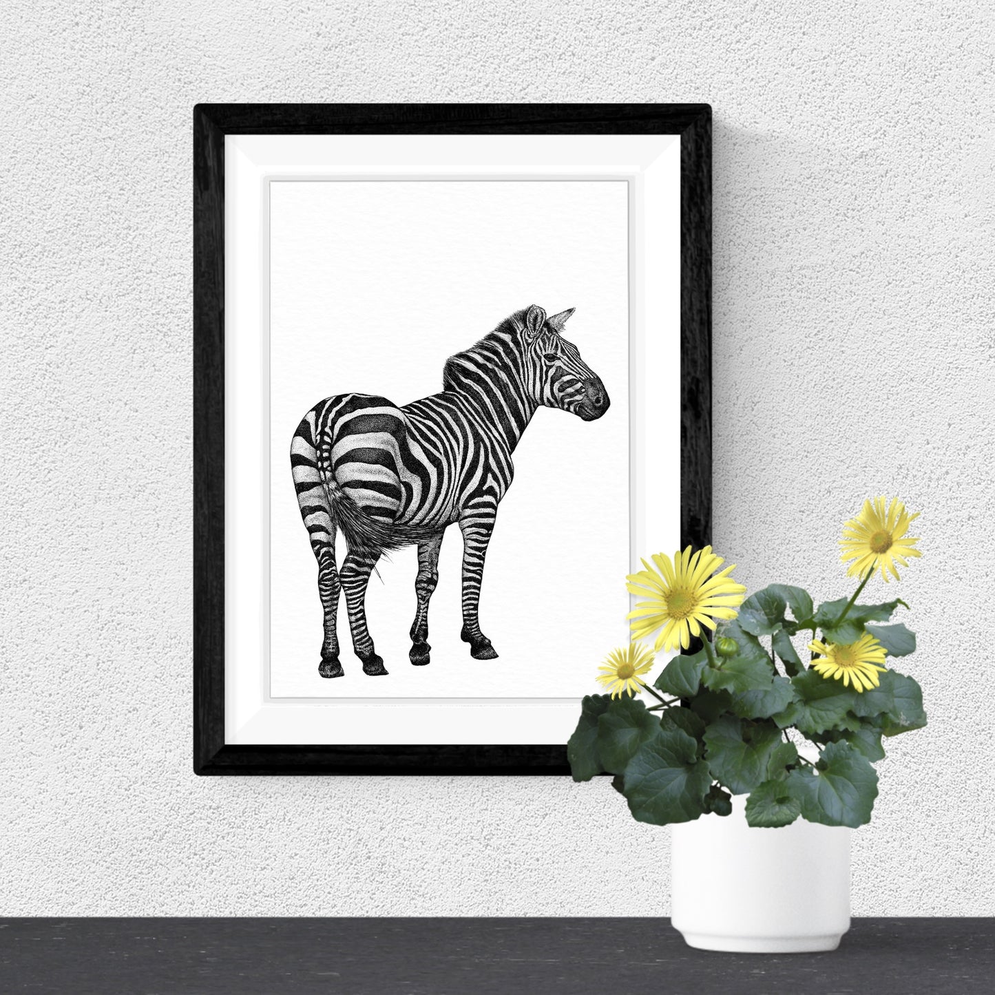 Plains Zebra Art Print - White