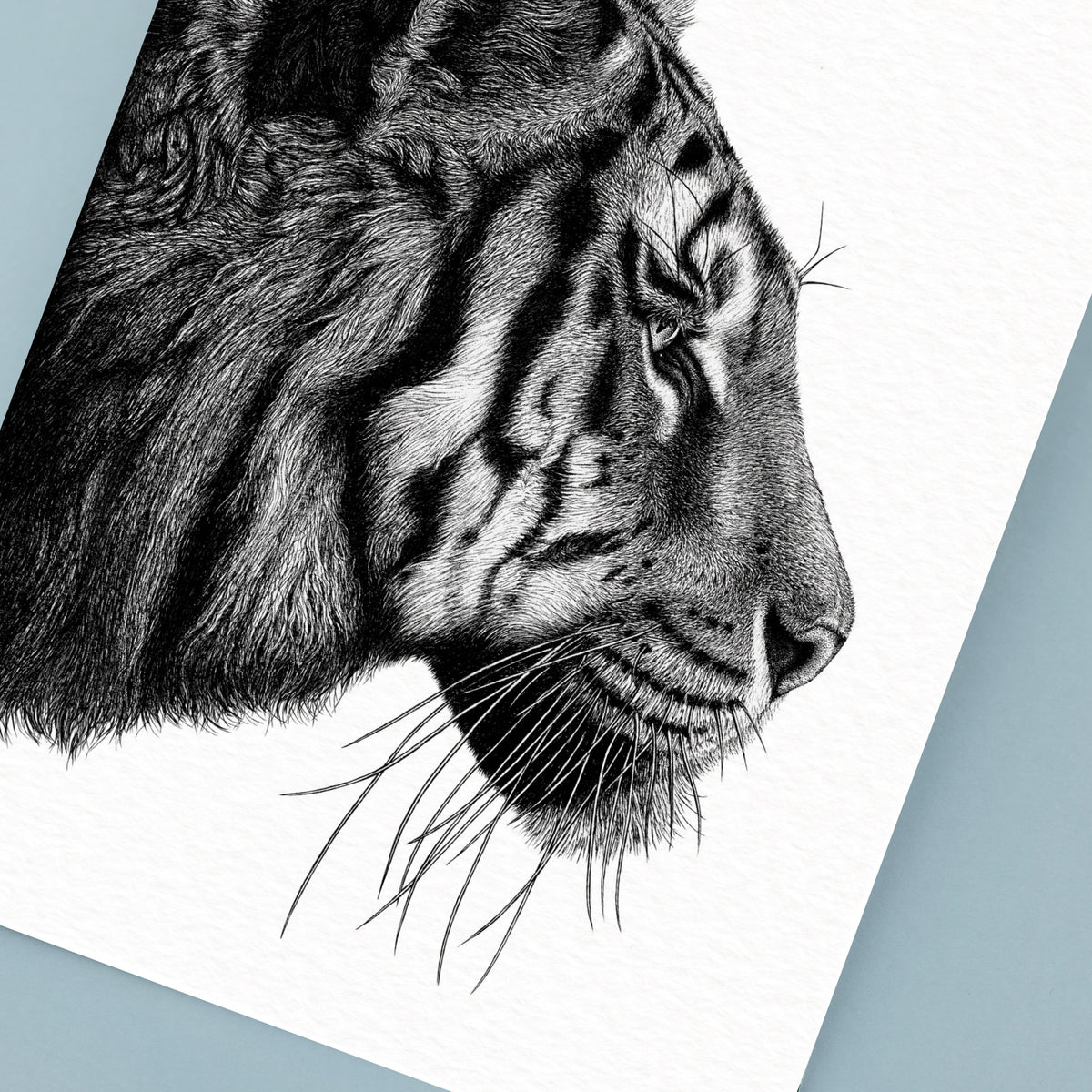 Tiger Art Print - White