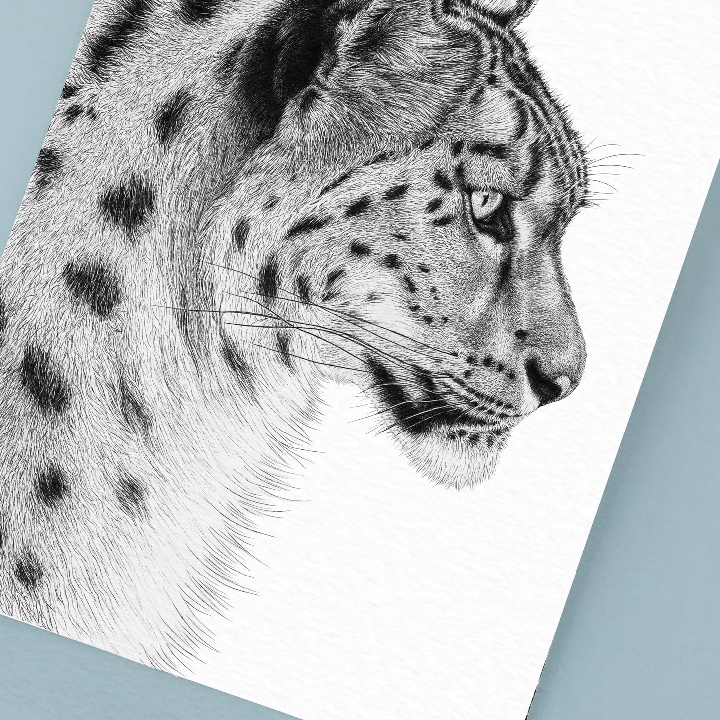 Snow Leopard Art Print - White