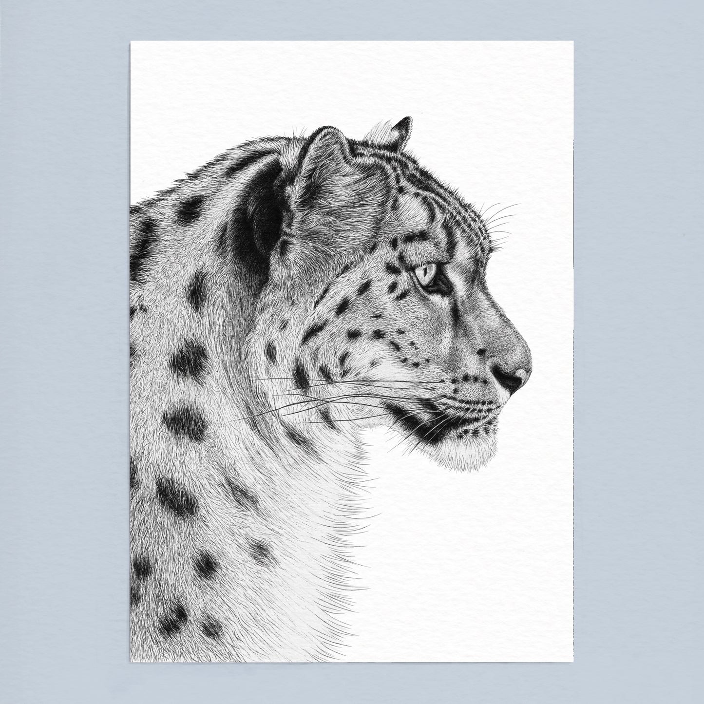 Snow Leopard Art Print - White