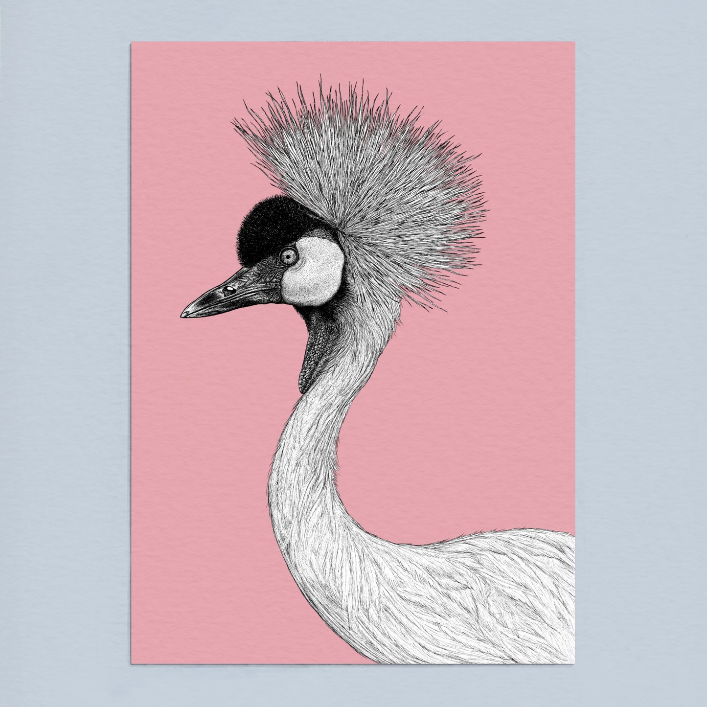 Grey crowned crane art print