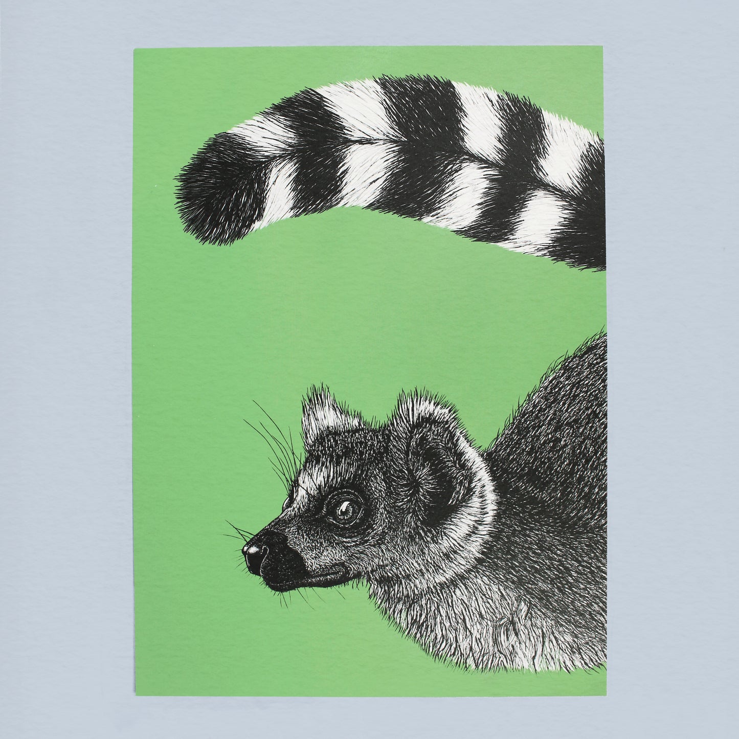 Ring-tailed lemur art print
