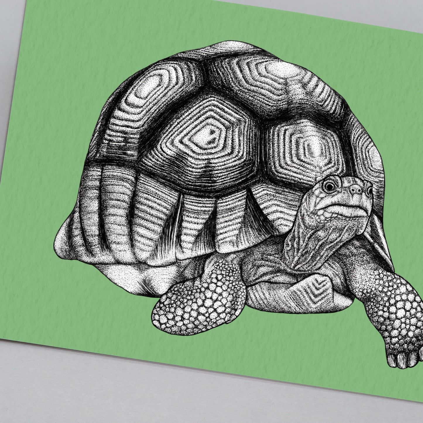 Ploughshare tortoise art print
